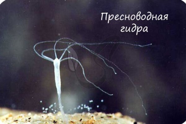 Замена hydra